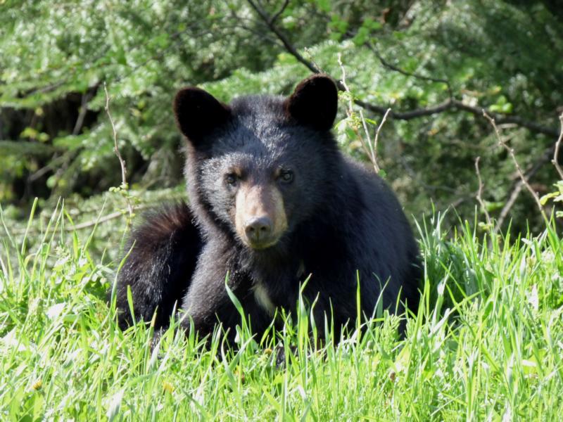 Black Bear Canada